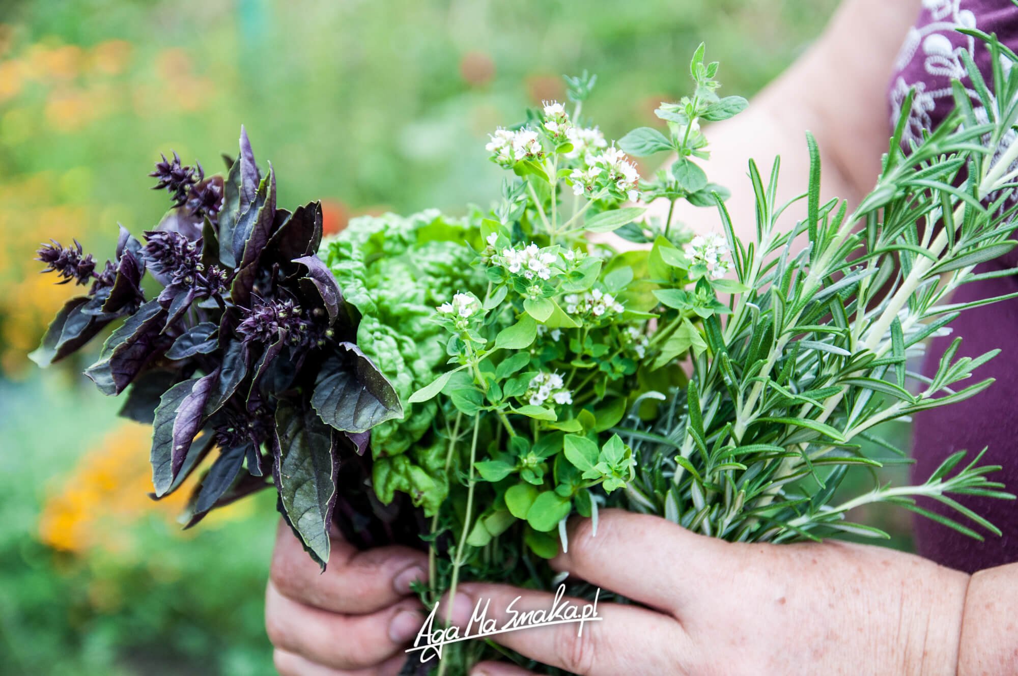 ziola-z-domoweg-ogrodka-od-tesciowej-1