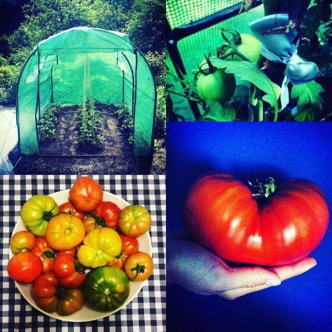 Jak zostać działkowcem i po co nam feminizm? rozmowa z Anną Kowalczyk działka pomidory