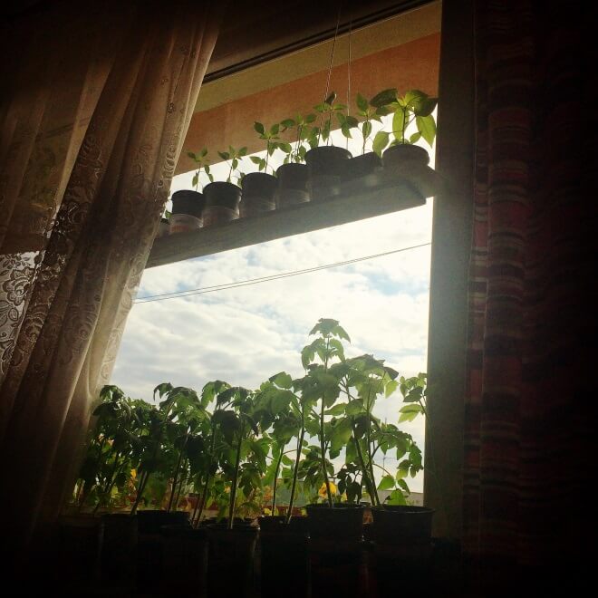 Jak zostać działkowcem i po co nam feminizm? rozmowa z Anną Kowalczyk sadzonki