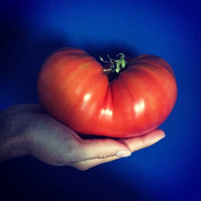 Jak zostać działkowcem i po co nam feminizm? rozmowa z Anną Kowalczyk pomidor z własnej działki