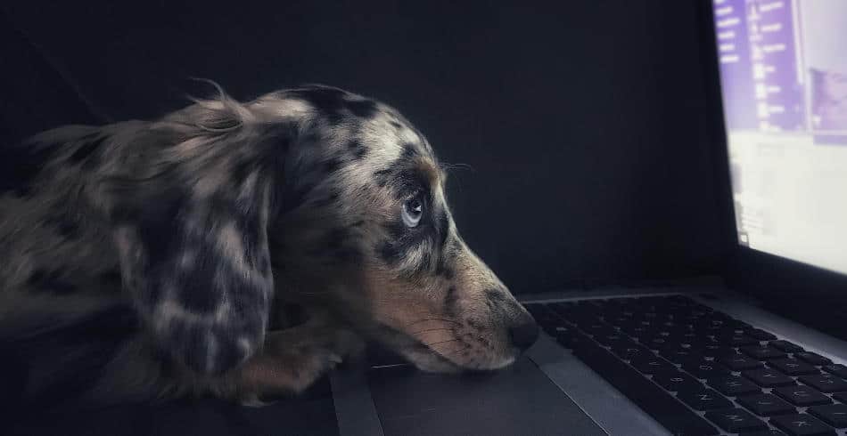 pies patrzący smutno w monitor pracoholizm samotność
