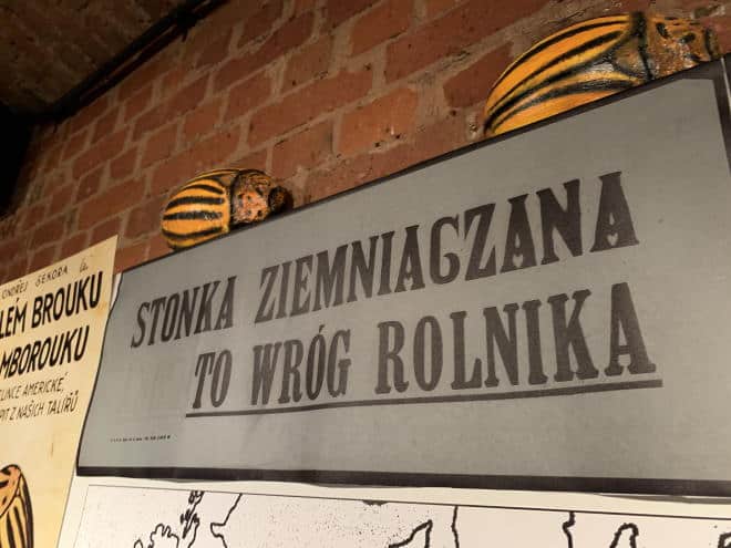 poznańskie muzeum pyry ziemniaki ślady kultury napis o stonce ziemniaczanej PRL