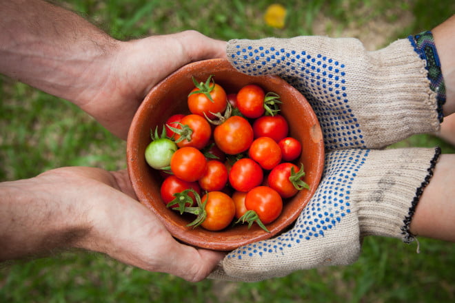 warzywa pomidory zero waste 